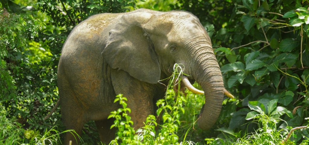 elephant @ mole national park